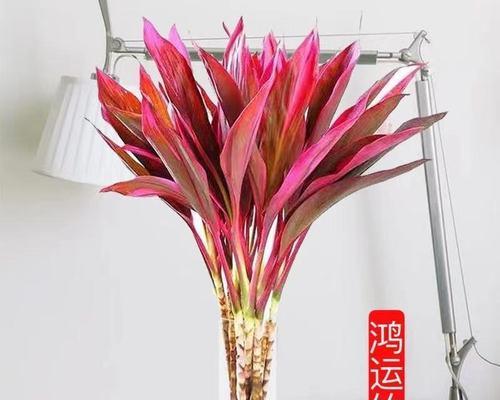 紫竹的养殖环境和护理技巧有哪些？