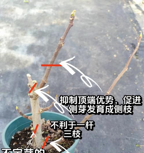 霸王鞭修剪的最佳时机是什么时候？修剪方法有哪些？