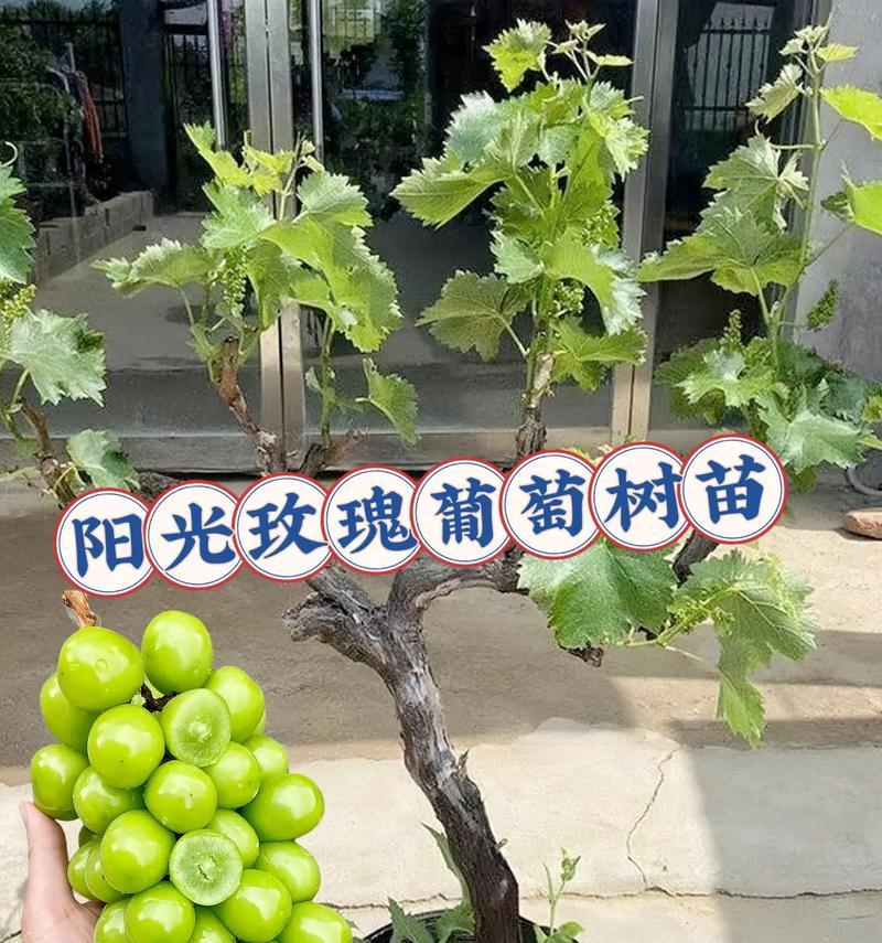 盆栽葡萄结果的条件和养护要点是什么？