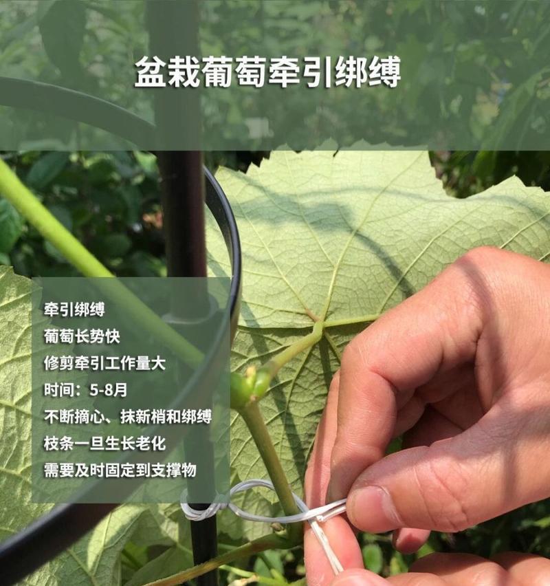 盆栽葡萄结果的条件和养护要点是什么？