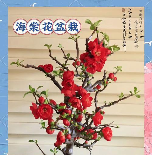 海棠花浇水的正确方法是什么？多久浇一次合适？