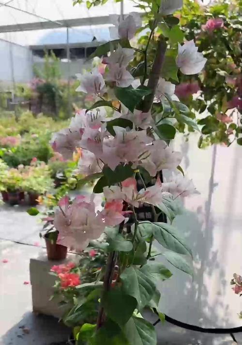 三角梅浇水过多会怎样？如何补救？