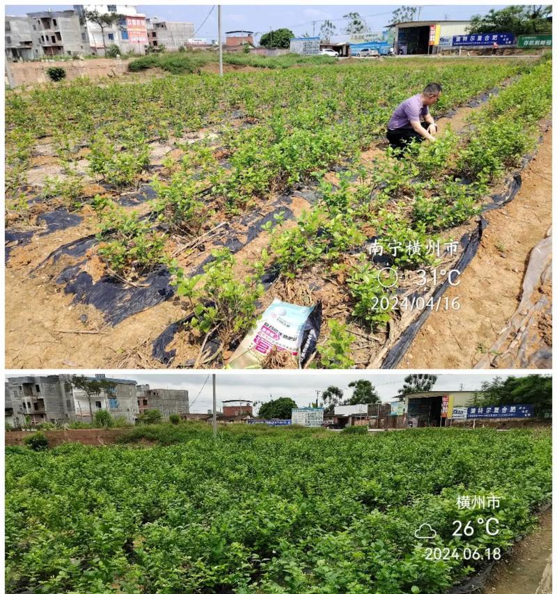 茉莉施肥的最佳时机和方法是什么？
