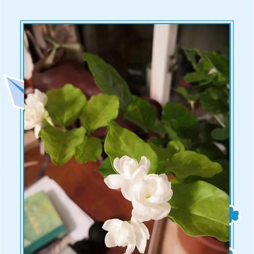 茉莉花树的正确养护技巧有哪些？如何让茉莉花开得更香？