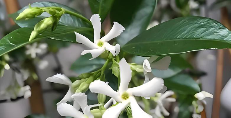 茉莉花树的正确养护技巧有哪些？如何让茉莉花开得更香？