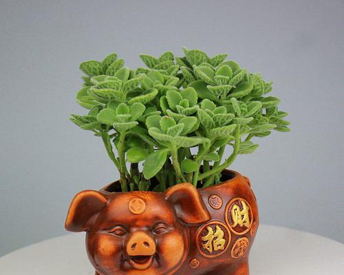 碰碰香的养殖技巧和注意事项是什么？