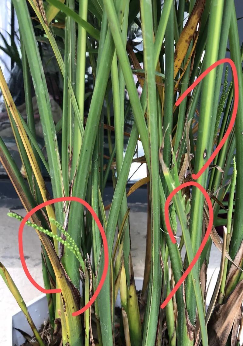 散尾葵的养殖方法和常见问题是什么？