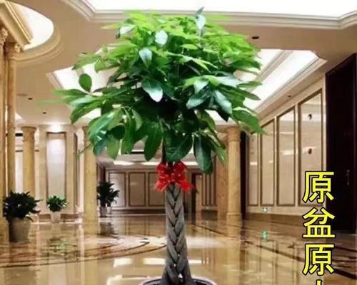 发财树分株的最佳时机是什么时候？分株步骤有哪些？