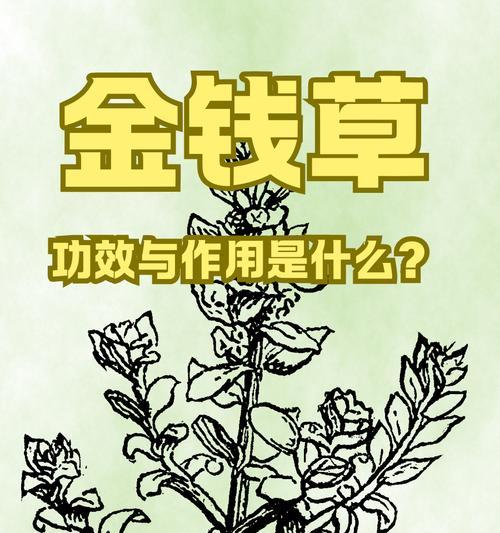 金钱草繁殖方法有哪些？怎样快速繁殖金钱草？