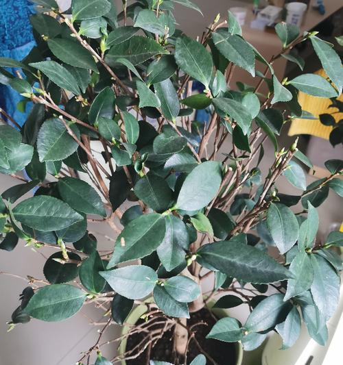 盆栽葡萄留芽的最佳方法是什么？留芽后如何管理？