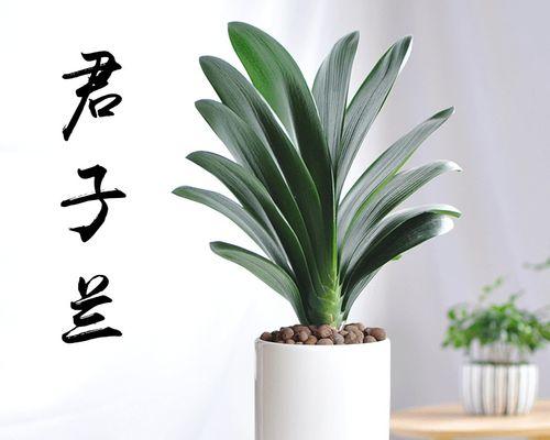 君子兰属于哪个科？它的科属特点是什么？