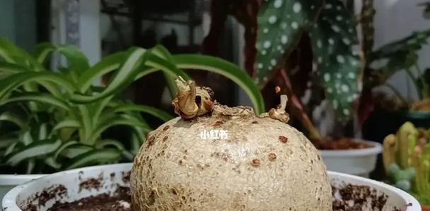 块根植物种类有哪些？各自的养护要点是什么？