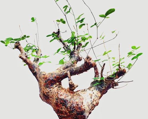 块根植物种类有哪些？各自的养护要点是什么？