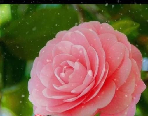 茶花适合哪种土壤？如何改善土壤环境？