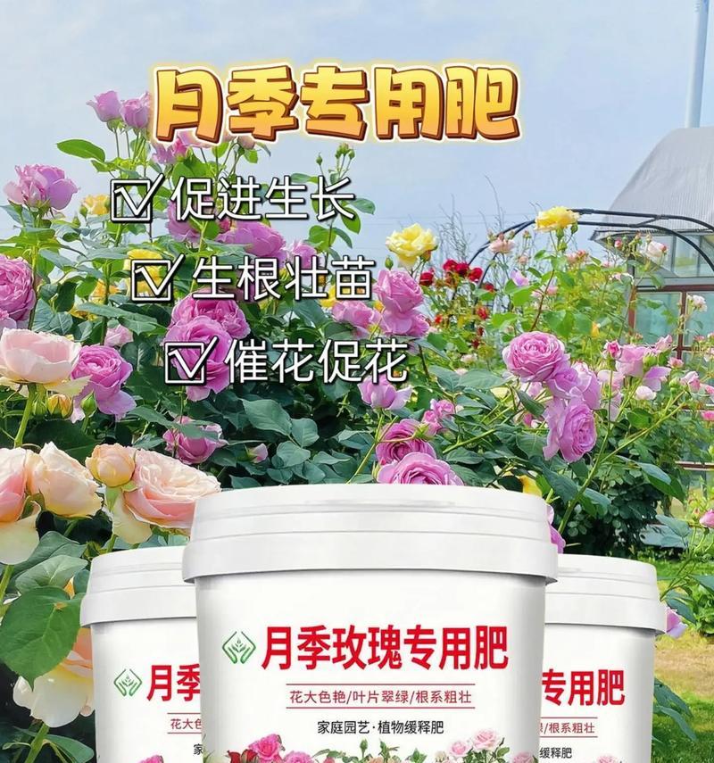 盆栽玫瑰适合哪种土壤？如何改善土壤以促进玫瑰生长？