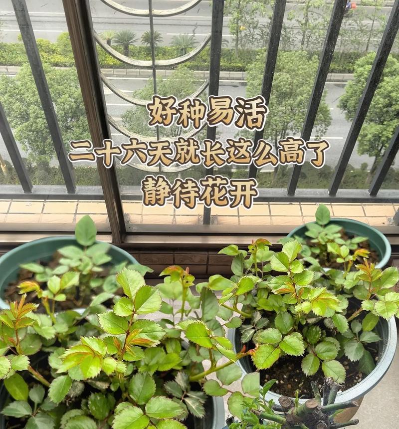 盆栽玫瑰适合哪种土壤？如何改善土壤以促进玫瑰生长？