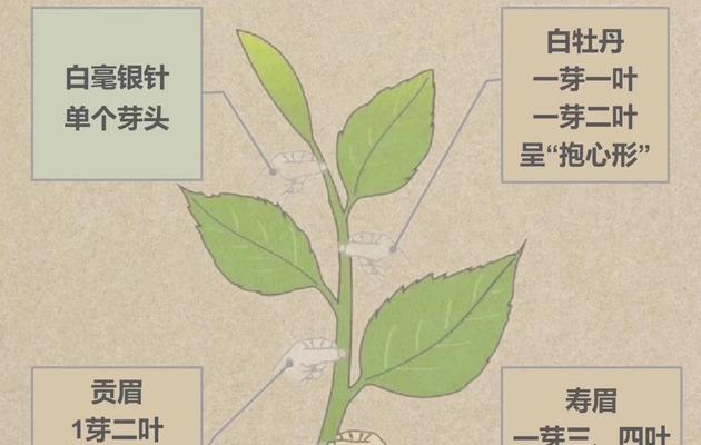白牡丹的养护技巧有哪些？白牡丹的繁殖方法是什么？