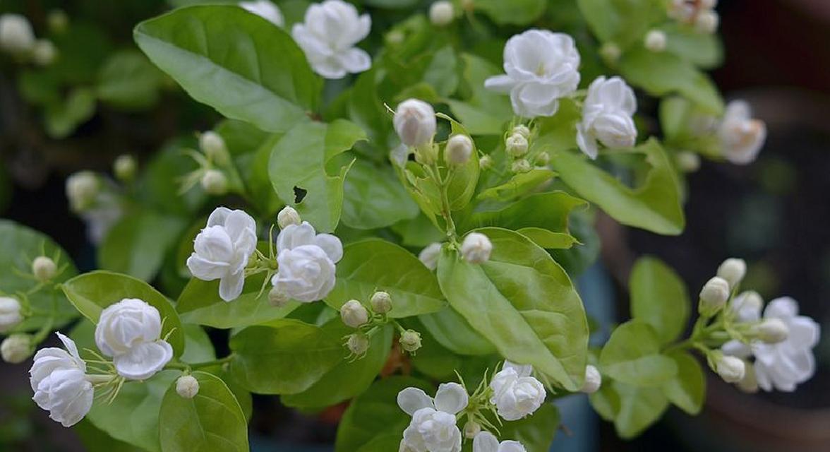 茉莉花有哪些颜色？不同颜色的茉莉花代表什么？