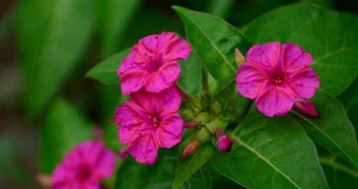 茉莉花有哪些颜色？不同颜色的茉莉花代表什么？