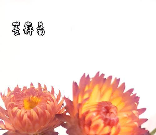 麦秆菊的养护技巧是什么？如何保持其鲜艳？