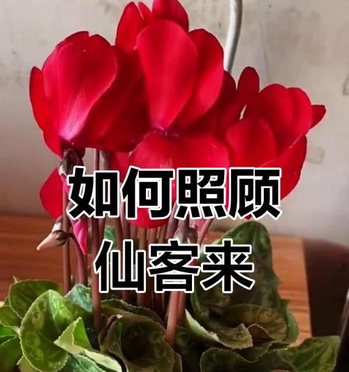仙客来浇水过多时应如何处理？怎样预防水害？