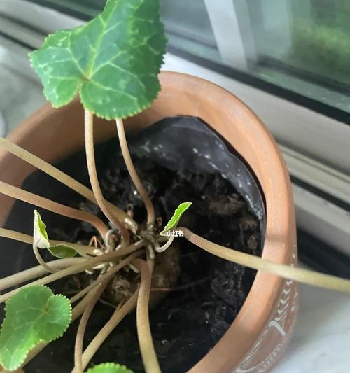 仙客来浇水过多时应如何处理？怎样预防水害？