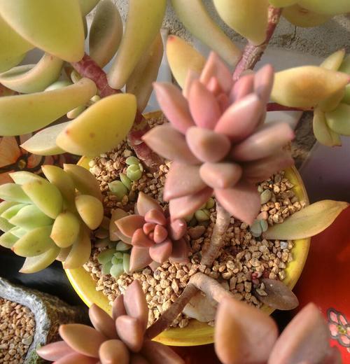 姬胧月的养殖方法有哪些？姬胧月怎么养才能长得更好？