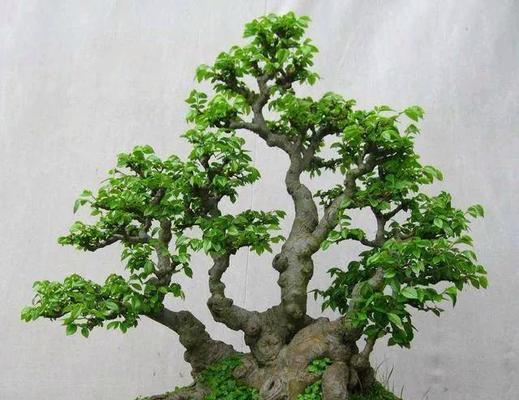 盆景制作技巧有哪些？初学者应该注意什么？