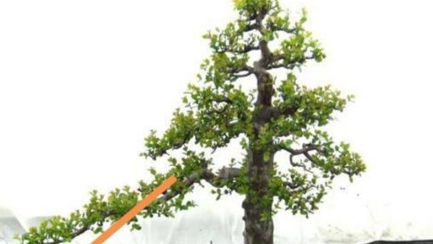 盆景制作技巧有哪些？初学者应该注意什么？