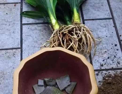 君子兰烂根后如何处理？有哪些有效的挽救措施？