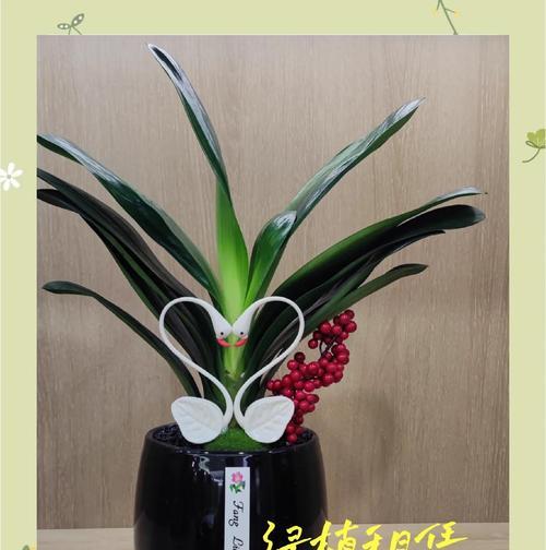 君子兰烂根后如何处理？有哪些有效的挽救措施？