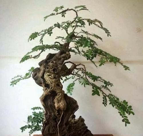 走廊适合摆放哪些盆景？如何选择既美观又实用的盆景？