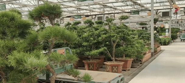 走廊适合摆放哪些盆景？如何选择既美观又实用的盆景？