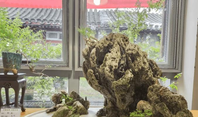 走廊适合摆放哪些盆景？如何选择既美观又实用的盆景？