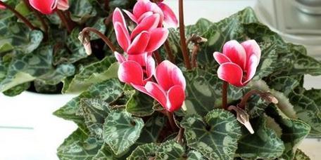仙客来适合种植在什么类型的土壤中？如何改善土壤环境？