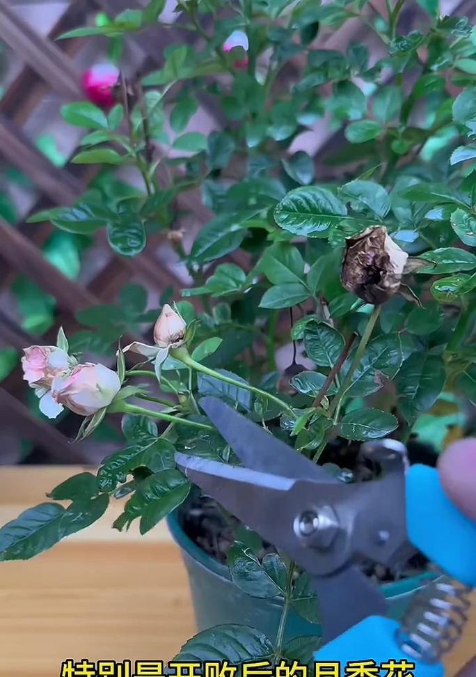 月季花修剪的最佳时机和方法是什么？