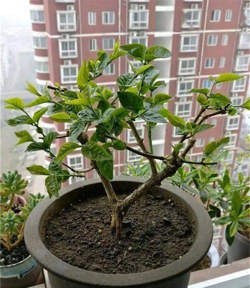 鸡蛋花修剪的最佳时期是什么时候？修剪后如何促进恢复？