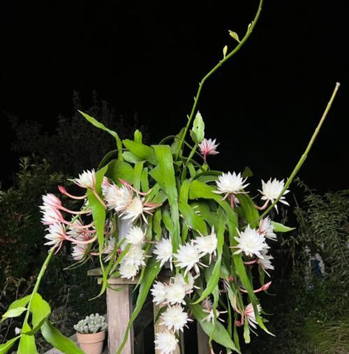 昙花有哪些功效与作用？昙花的特殊价值是什么？