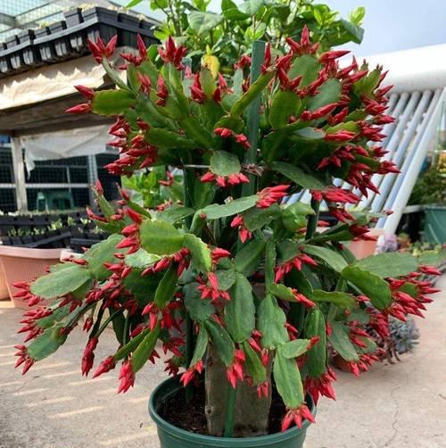 昙花有哪些功效与作用？昙花的特殊价值是什么？