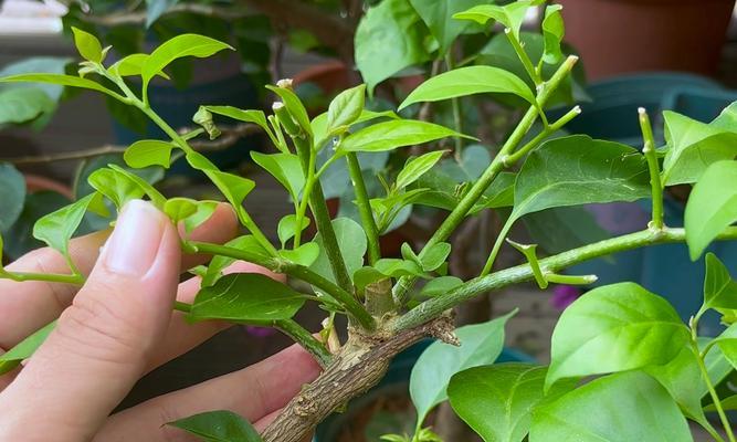 多肉植物长高后如何修剪？修剪后如何促进其健康成长？