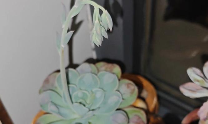 多肉化水后如何抢救？有哪些有效方法？