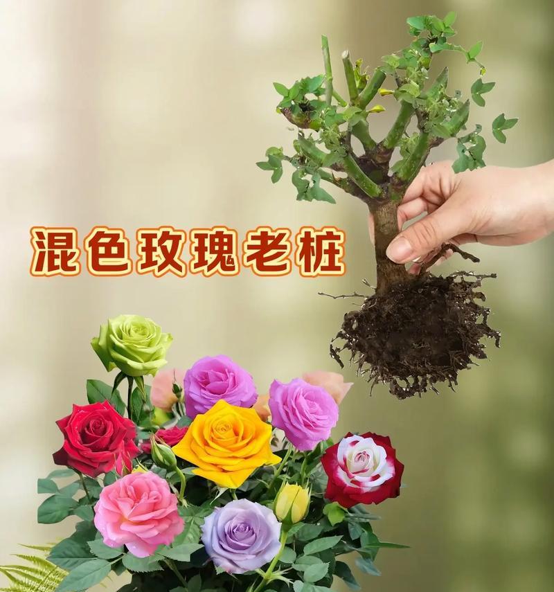 如何准确辨别玫瑰花的开花时间和花期？有哪些技巧？