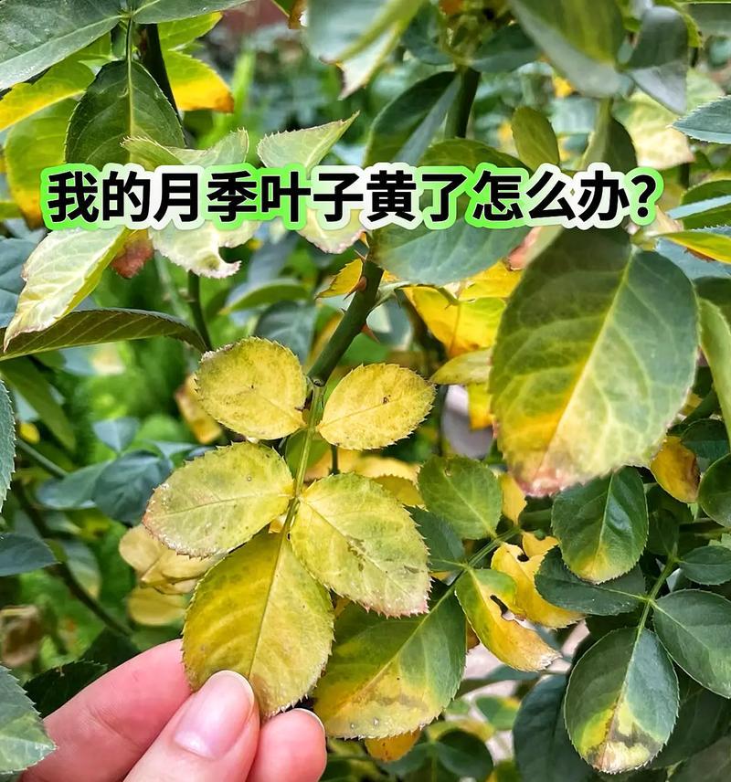 如何准确辨别玫瑰花的开花时间和花期？有哪些技巧？