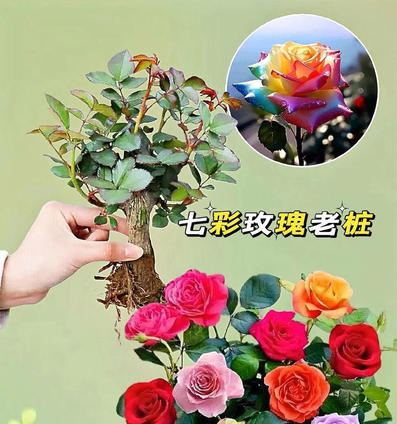 如何准确辨别玫瑰花的开花时间和花期？有哪些技巧？