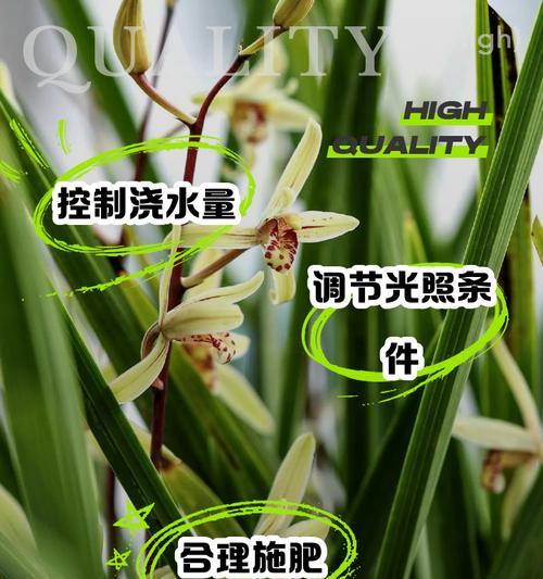 花叶子发黄的原因及解决办法？