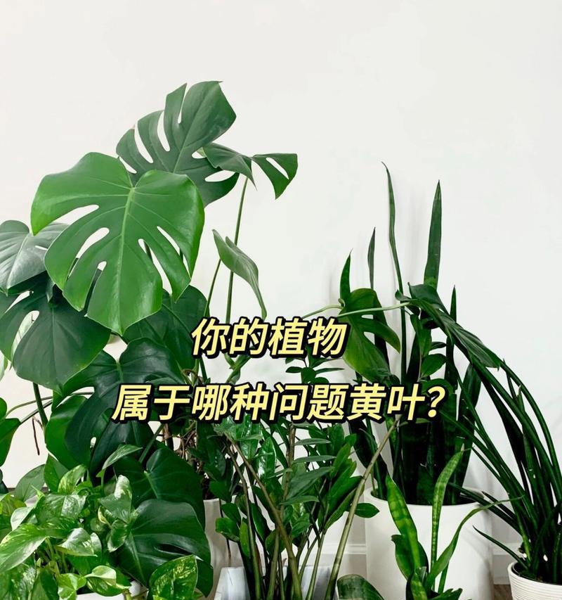 花叶子发黄的原因及解决办法？