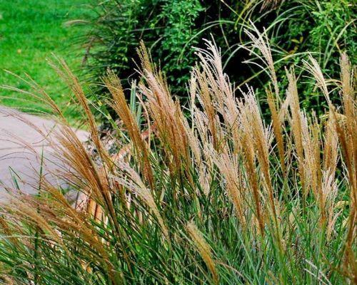 芒花属于什么植物？它有什么特别之处？