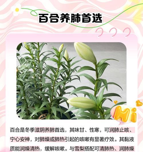 百合苗的识别特征有哪些？如何挑选健康的百合苗？