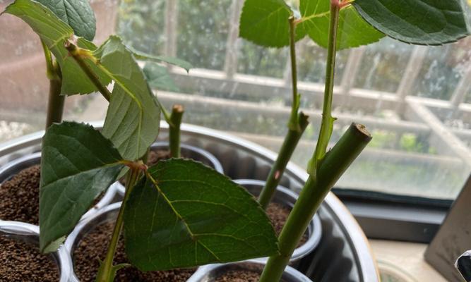 鲜切玫瑰花的保鲜期是多久？如何延长其花期？