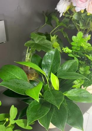 金钻植物繁殖技巧有哪些？如何快速生根发芽？